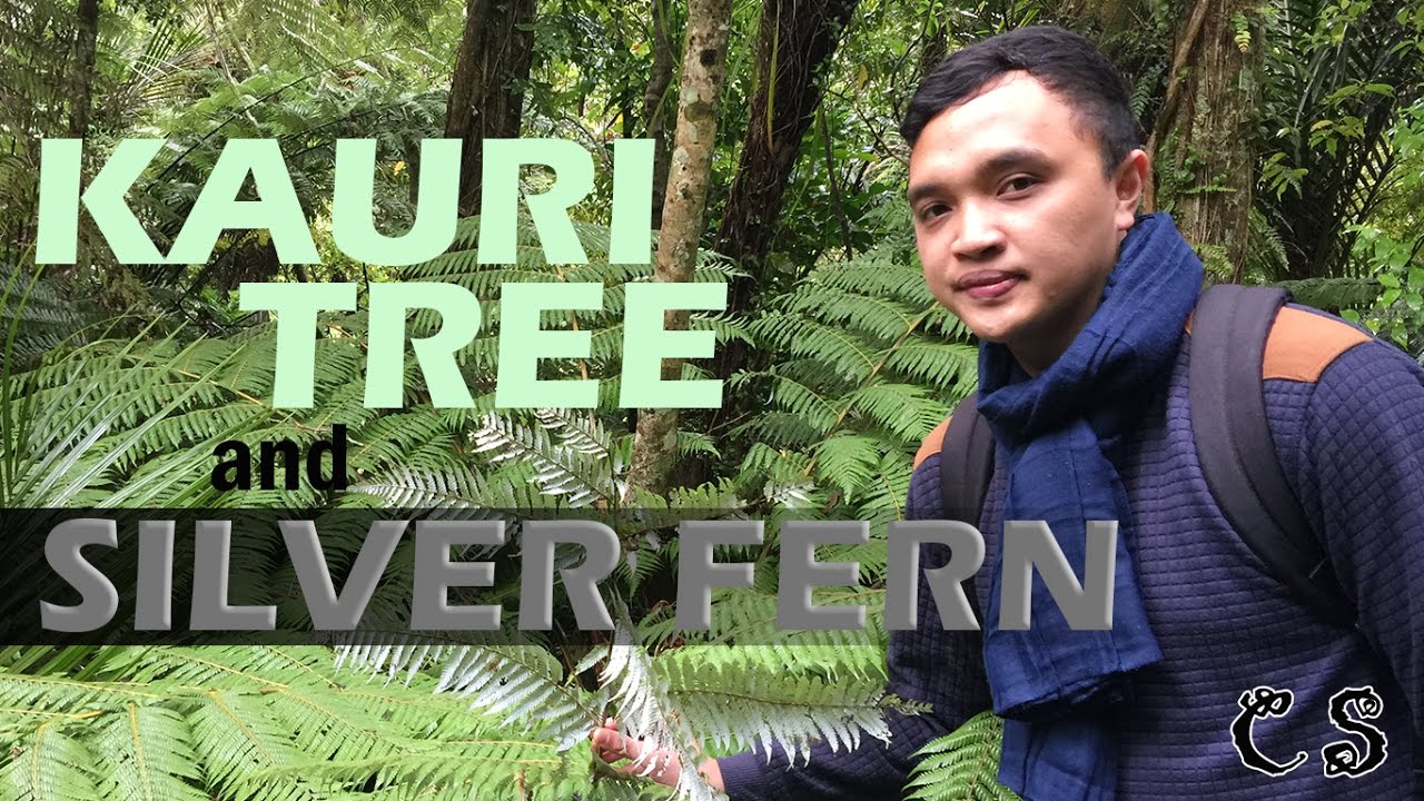 NEW ZEALAND’S KAURI TREE & SILVER FERN