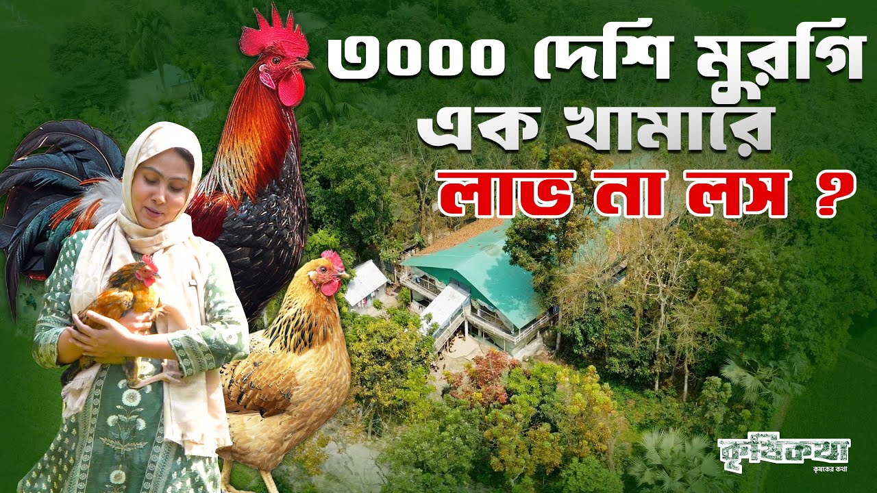দেশি মুরগির ফার্মের ব্যবসা কি সত্যিই লাভজনক ? দেশি মুরগি পালন