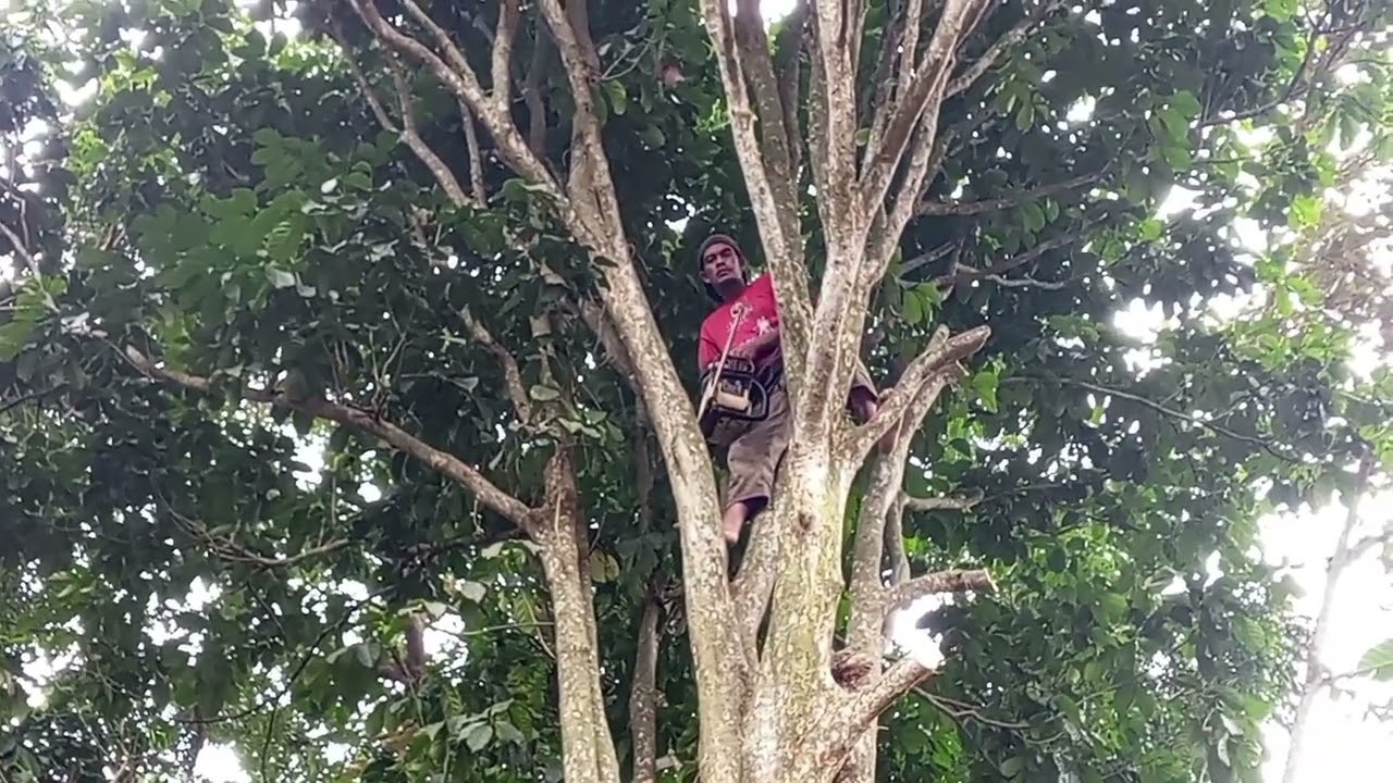 Pohon miring ‼️ kearah rumah nyaris roboh 