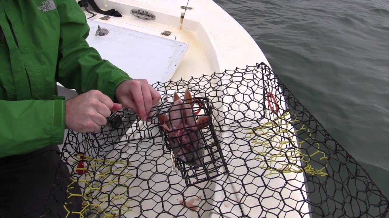 How To Catch Stone Crabs on the 