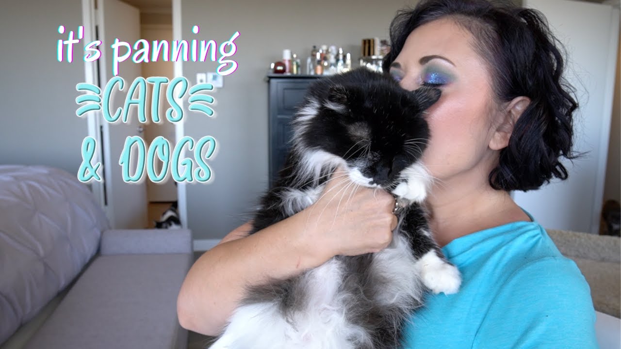 It's Panning Cats & Dogs! | Pantastic Ladies Collab | Update #6!!