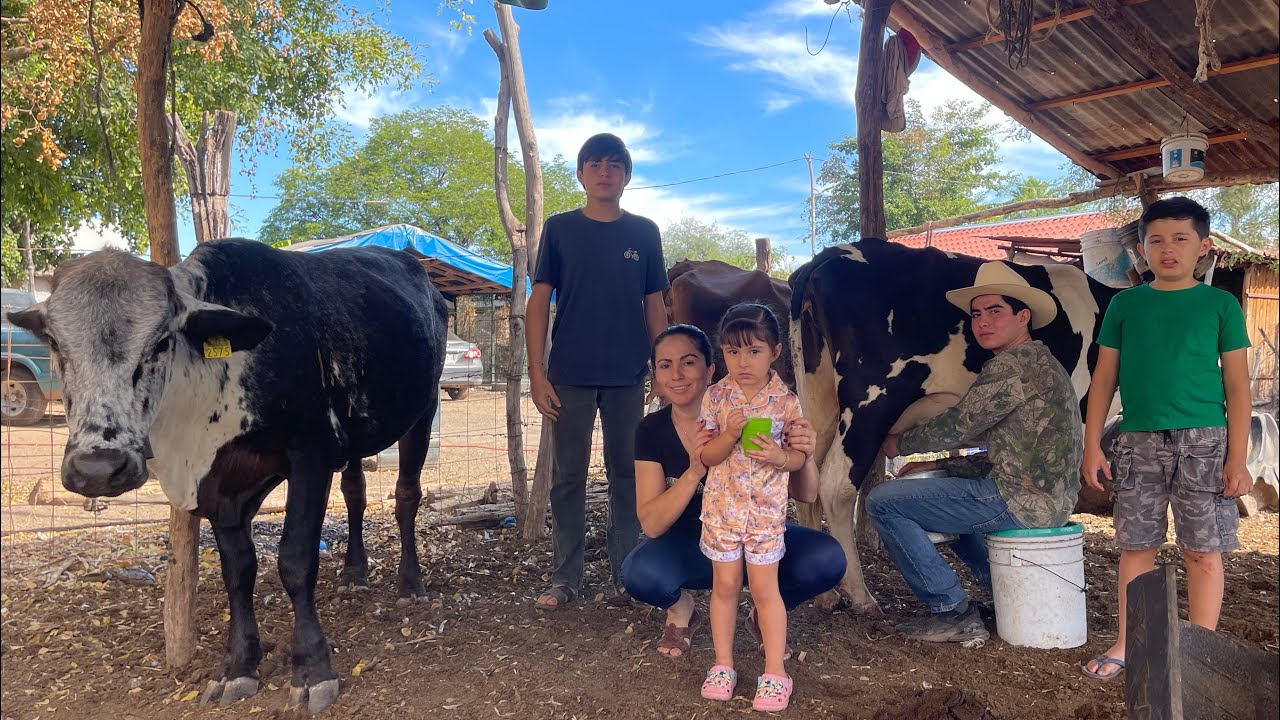 UNA MAÑANA EN EL RANCHO CON LAS VACAS DE ORDEÑA Y LOS RANCHERITOS DE SINALOA  