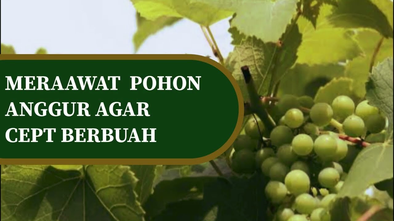 LAKUKAN CARA INI, agar tanaman anggur cepat berbuh
