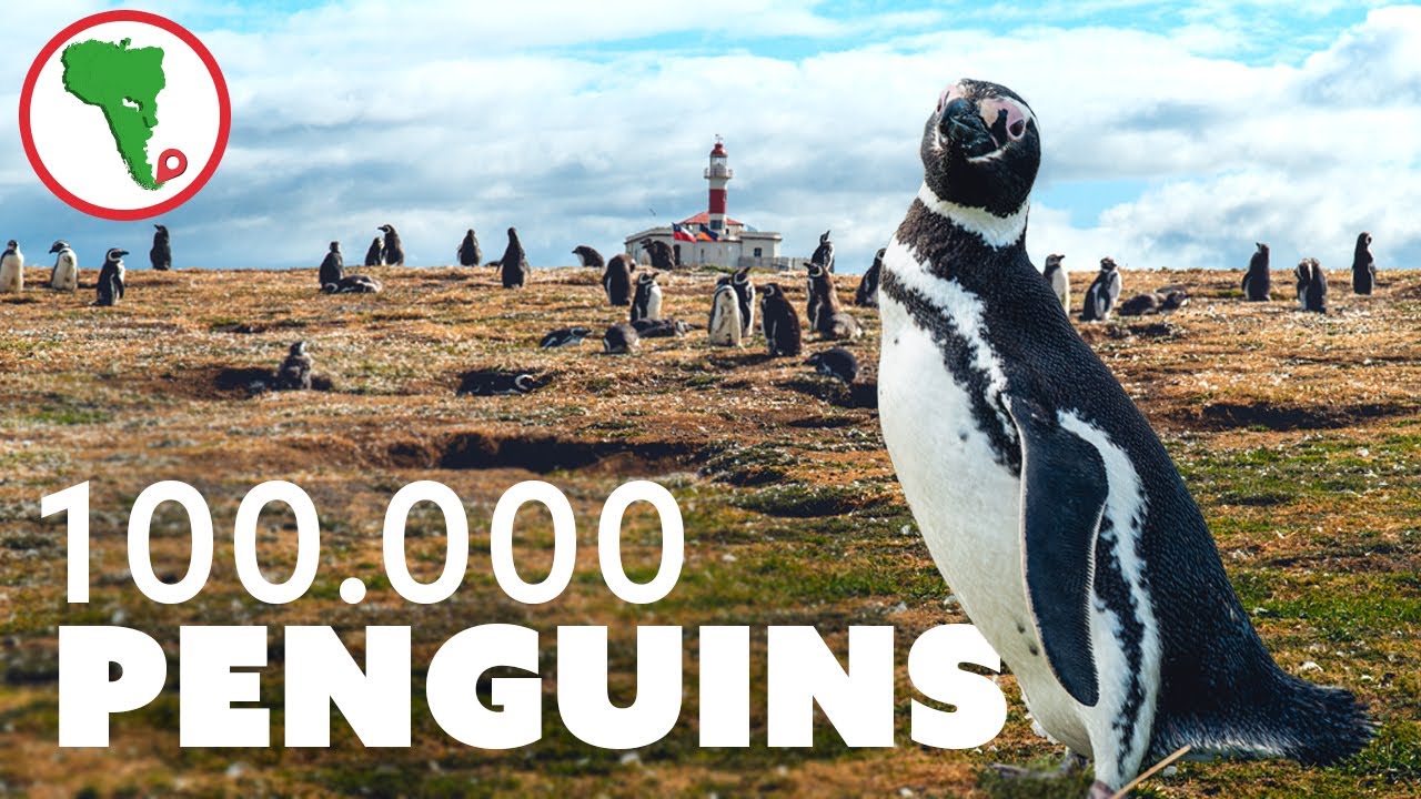 There are 100.000 PENGUINS on this island in Patagonia! Chile vlog