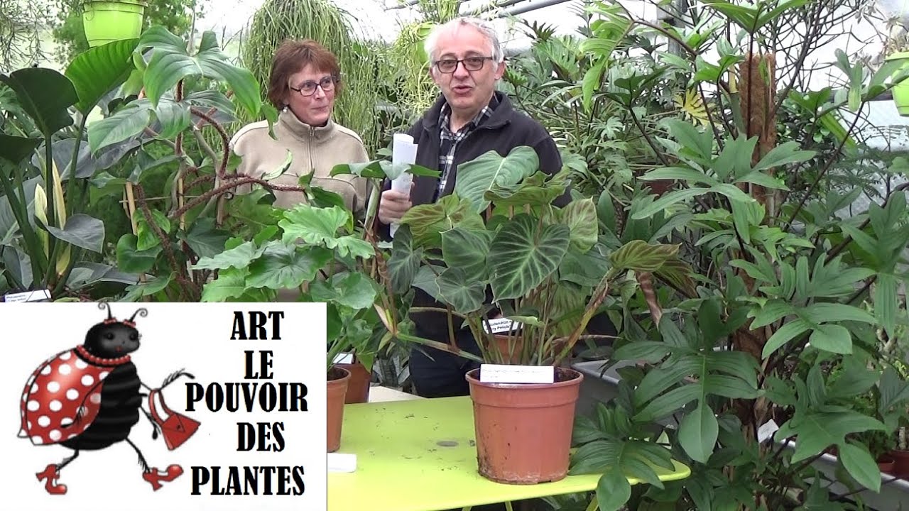 Jardinage : Nouvelles variétés chez les Philodendron: Entretien des plante vertes