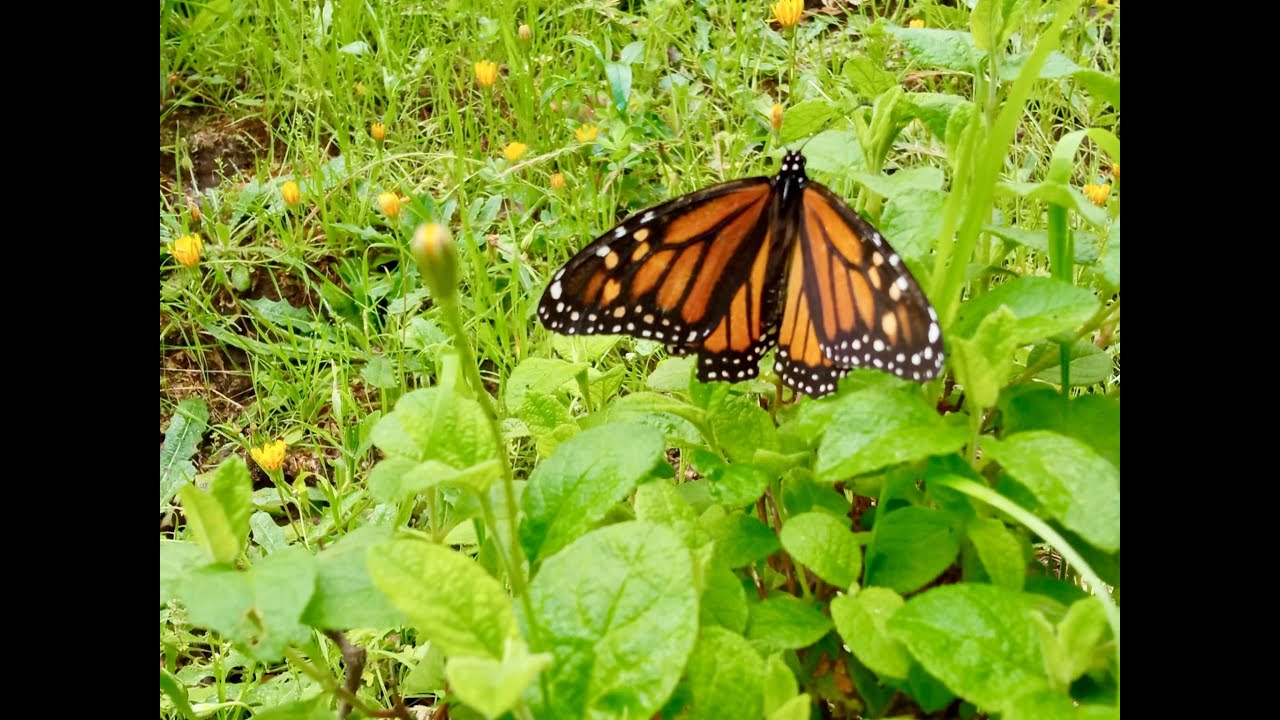 Las Mariposas Monarcas 2025
