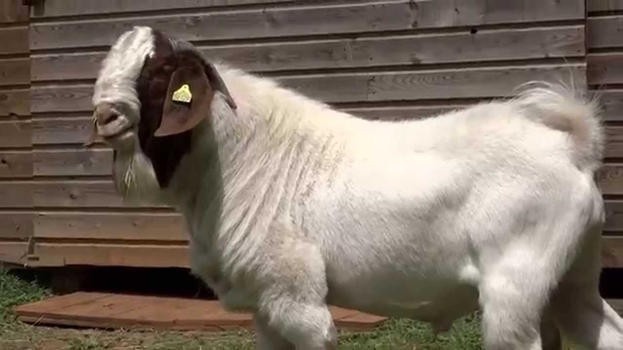 Boer goat 100% : BIG MAC