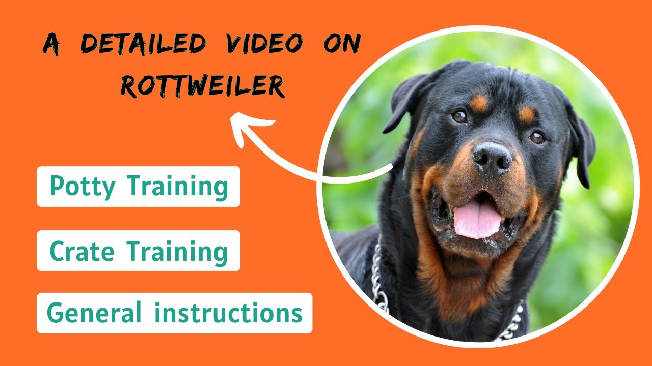 Training a Rottweiler - Potty Training, Crate Training, General instructions