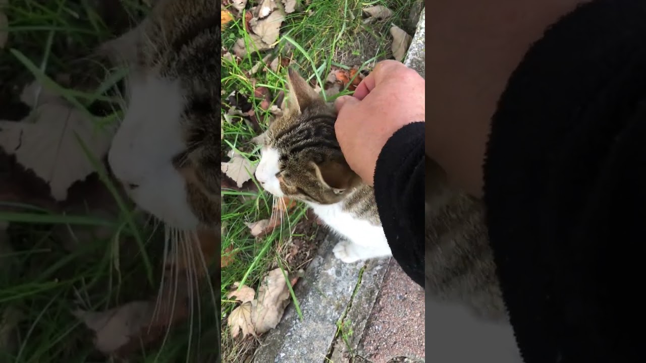 DÜNYANIN EN BÜYÜK SEVABI KEDİ BESLEMEK