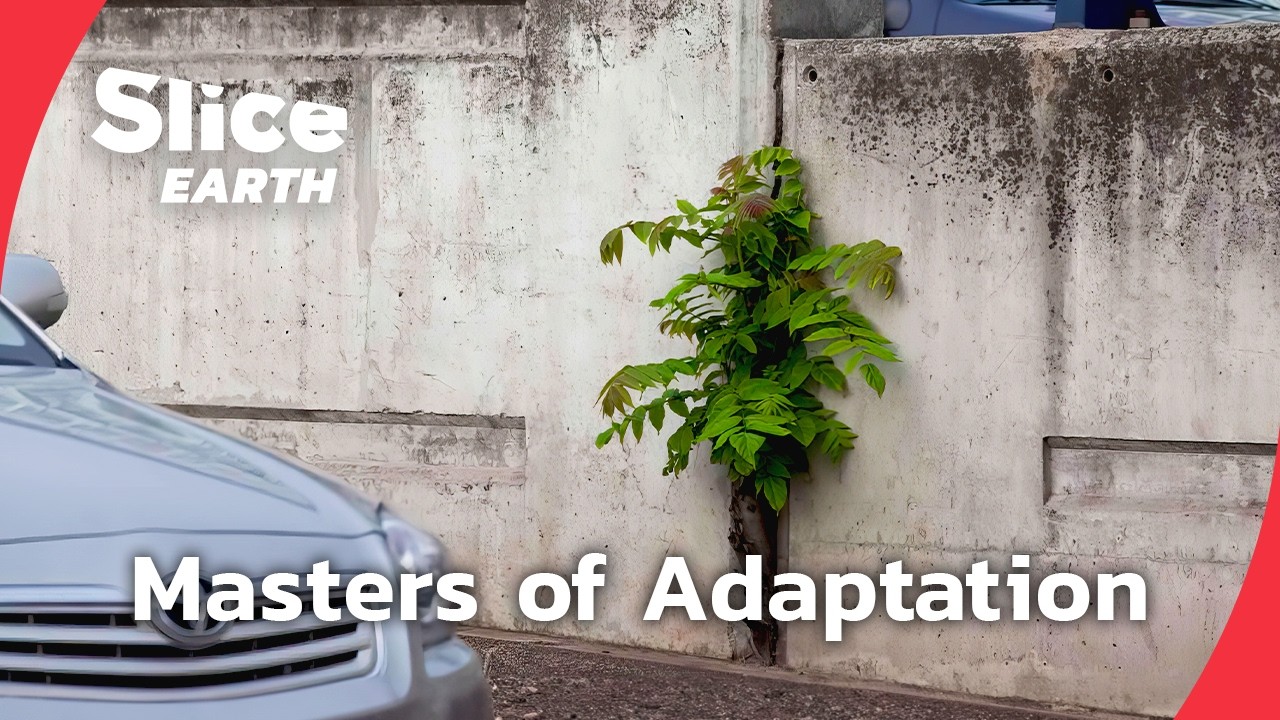 Colonising Plants : How They Took Over Every Ecosystem | SLICE EARTH | FULL DOC