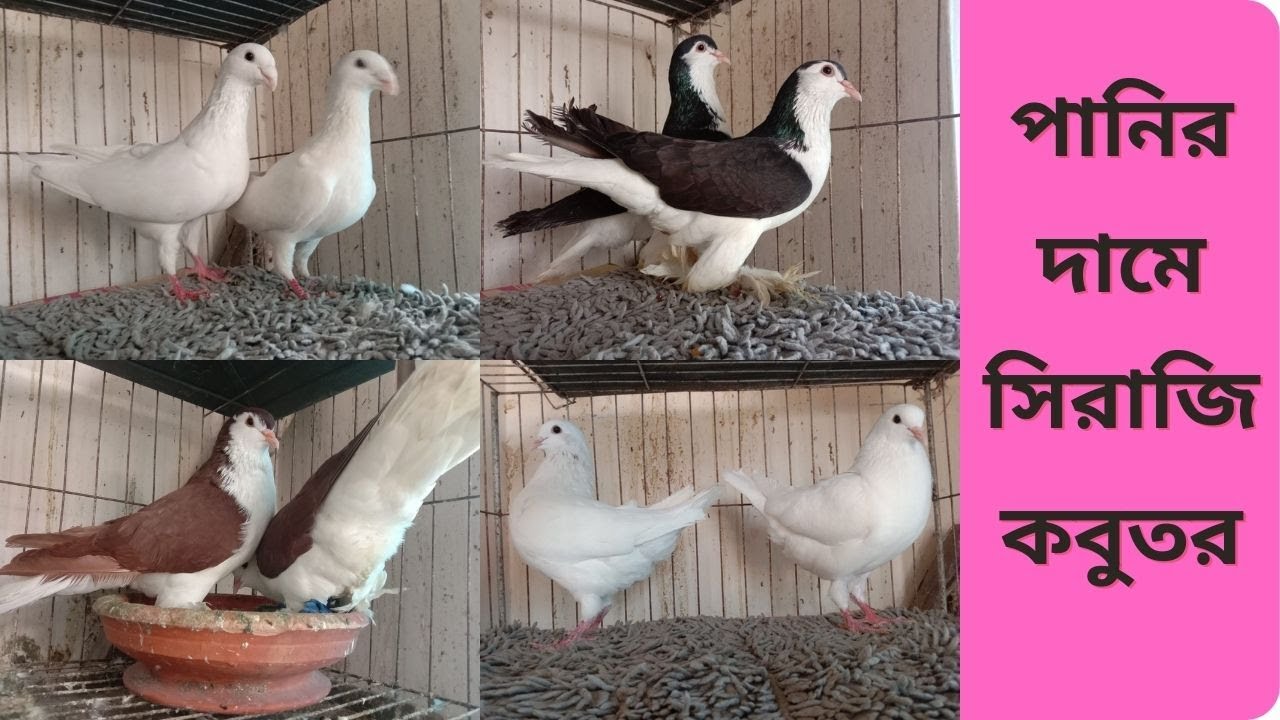 অবিশ্বাস্য অফারে পানির দামে সিরাজি সহ অন্নান্য কবুতর কিনুন