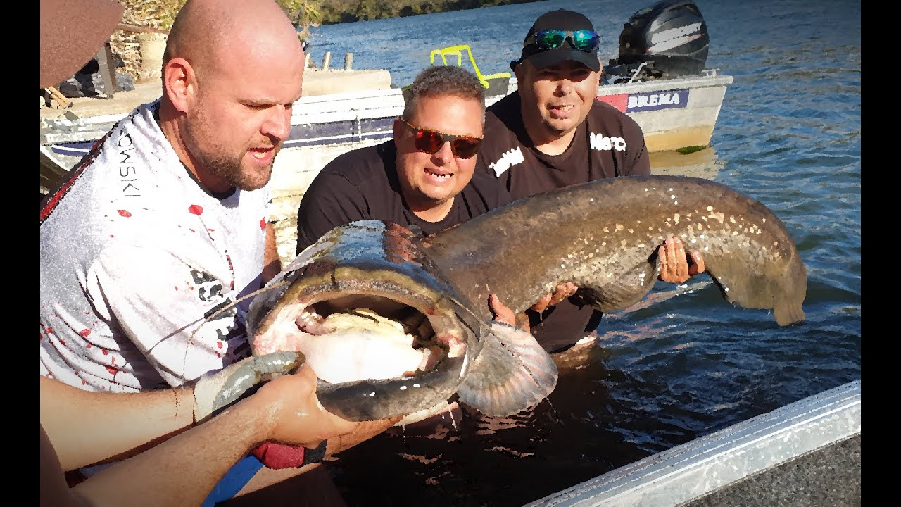Sum 205 cm i hiszpańskie BALERONY - Ebro 2019 wędkarki VLOG 47