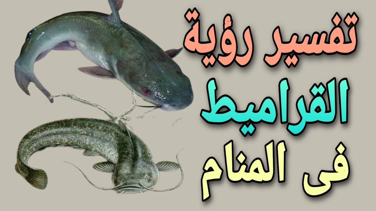 تفسير رؤية سمك القراميط فى المنام للمتزوجة والعزباء والحامل والمطلقة والرجل