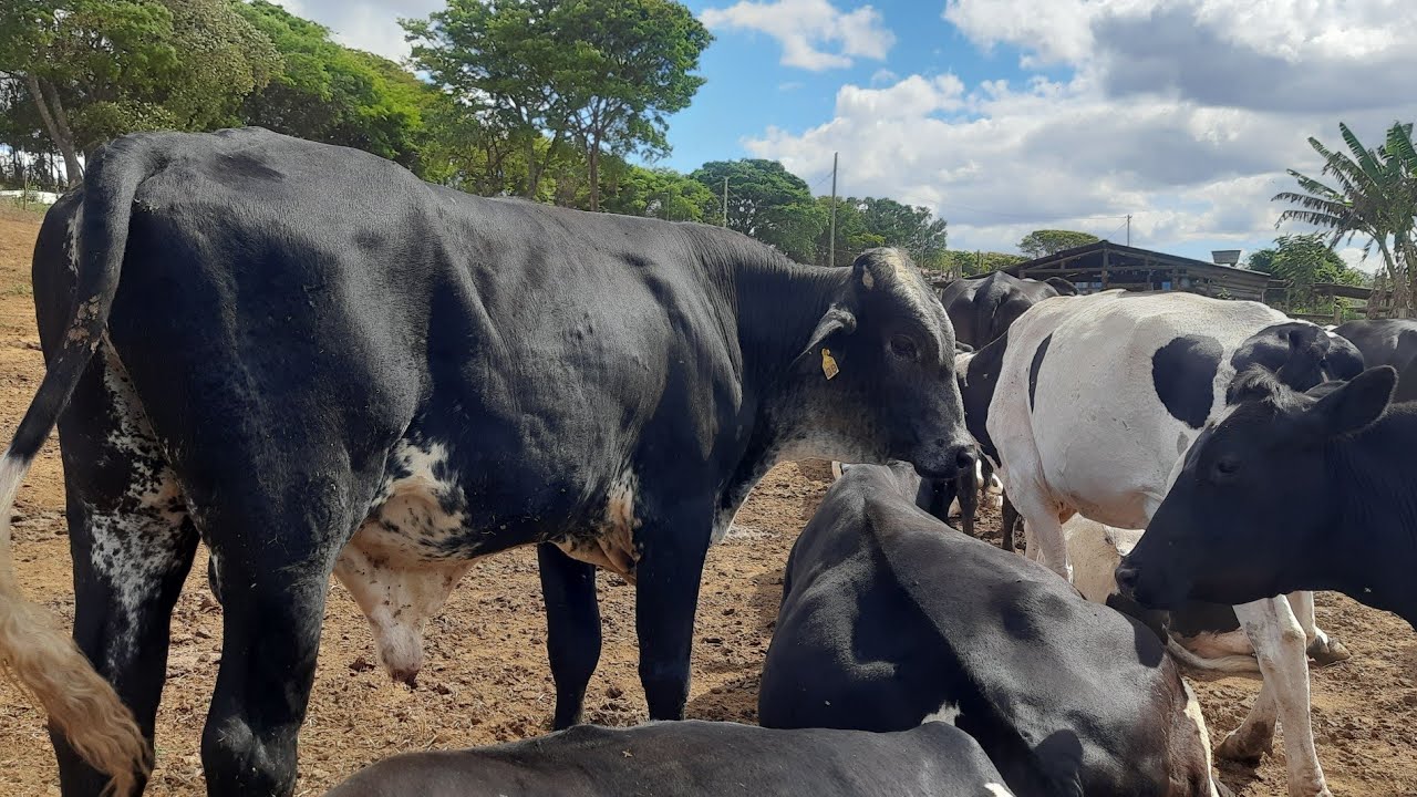Mostrando nosso novo TOURO GIROLANDO e o PREÇO dele em MG