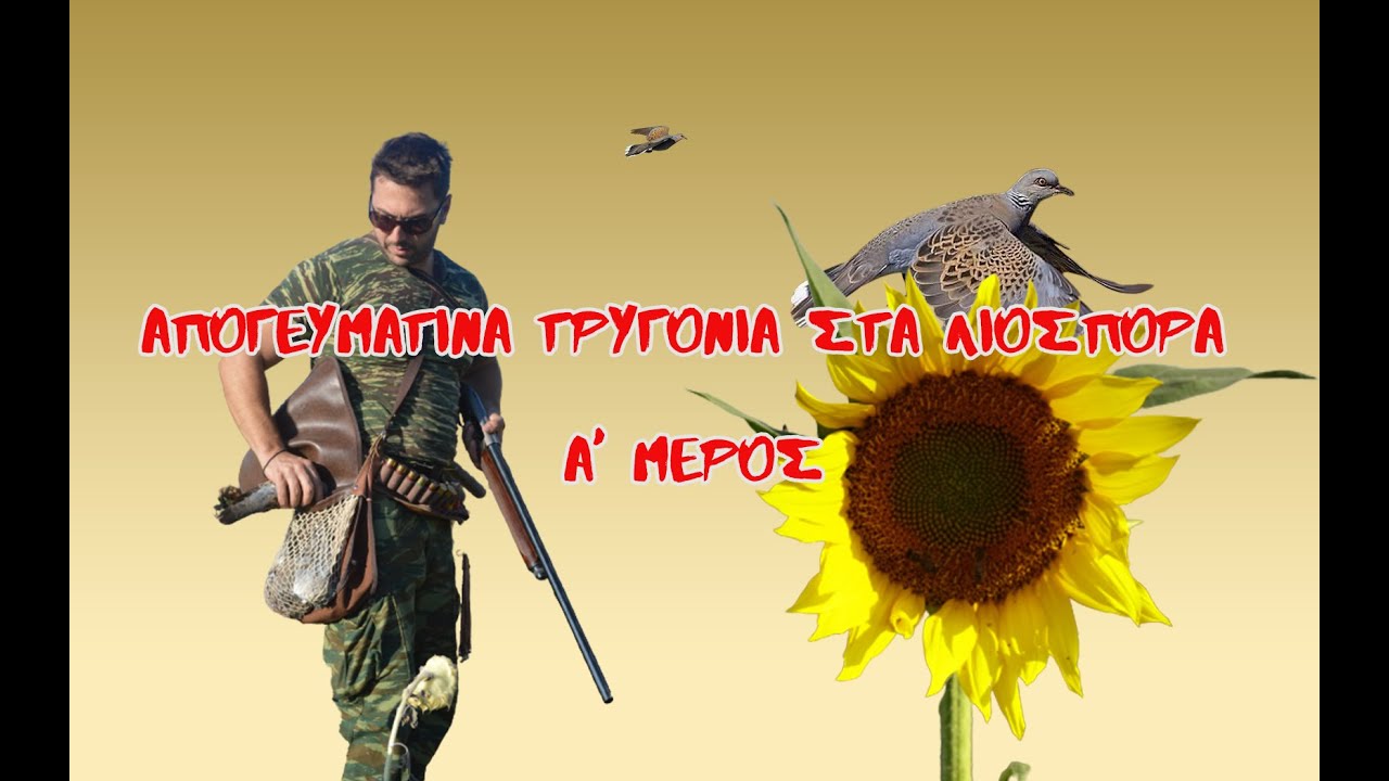ΑΠΟΓΕΥΜΑΤΙΝΑ ΤΡΥΓΟΝΙΑ ΣΤΑ ΗΛΙΟΣΠΟΡΑ