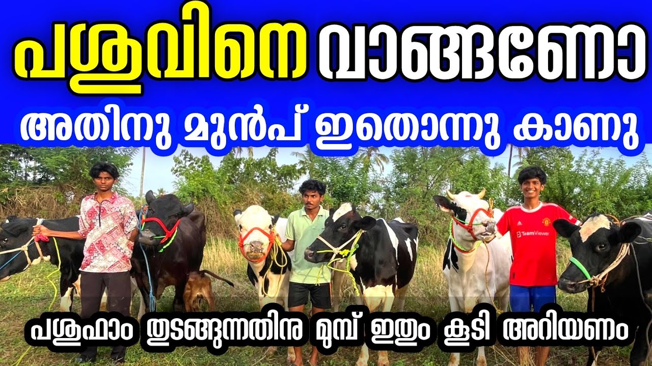 പശു ഫാം തുടങ്ങുമ്പോൾ ഇത് നിങ്ങൾ അറിഞ്ഞിരിക്കണം. | how to start a cow farm