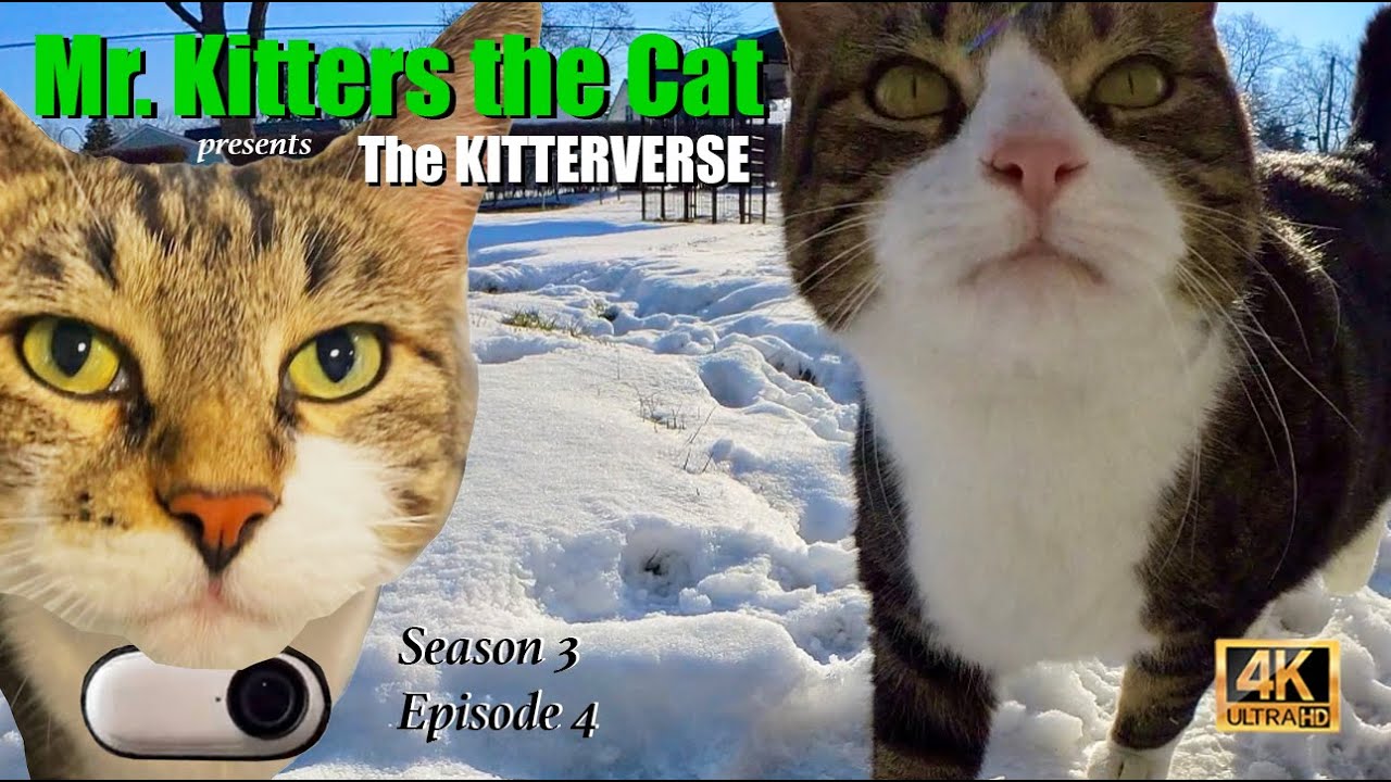 Mr. Kitters Kitterverse! Welcome to Feline February! 📣🐈  Season 3 Episode 4