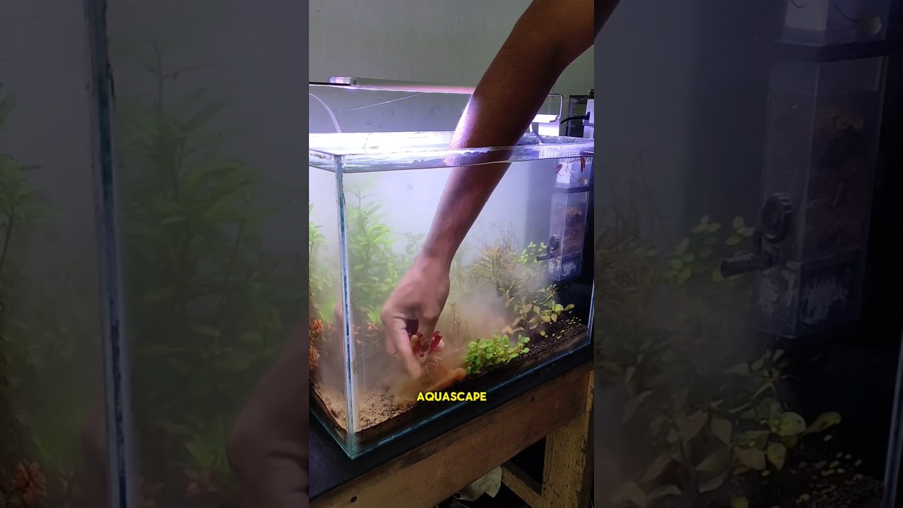 TERNYATA SEPERTI INI CARA MENGGANTI AIR AQUASCAPE