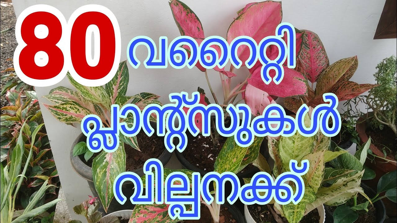 80 Verity പ്ലാന്റ്സുകൾ വില്പനക്ക് 😱😍 | Plants sale video 