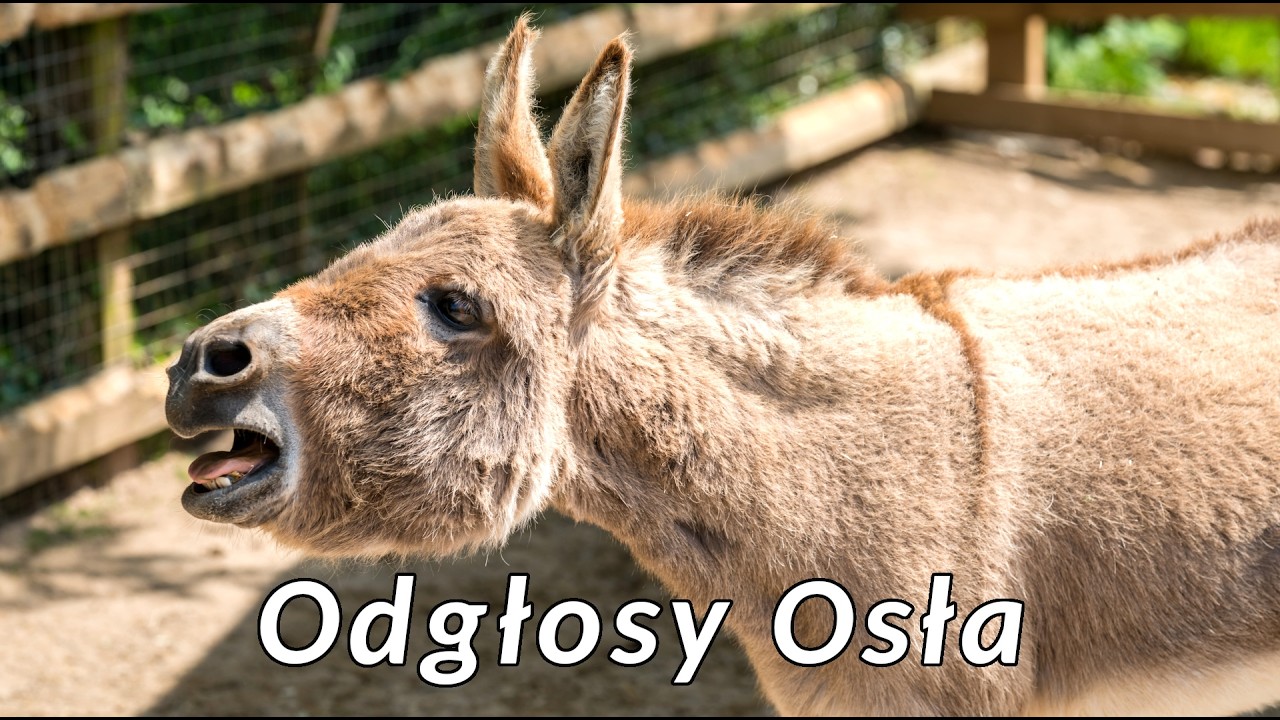 Odgłosy osła - dźwięki jakie wydaje osioł