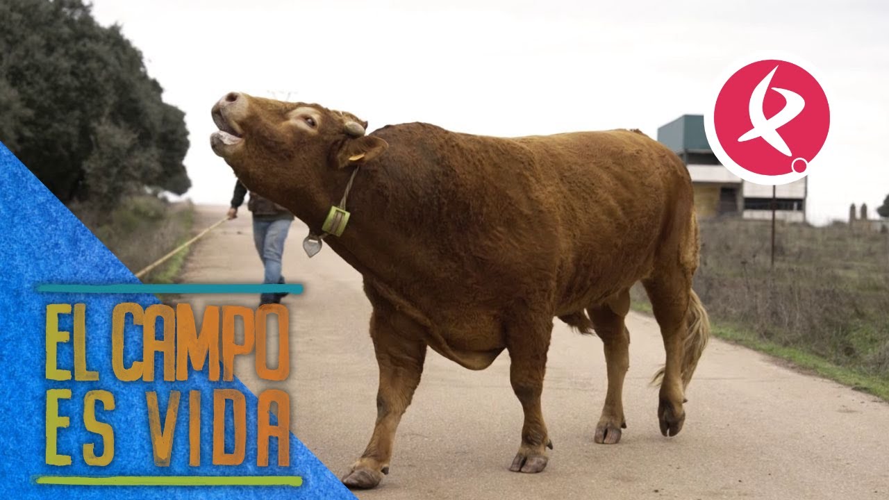Pilar y Candi tienen que reconducir al toro que se escap&oacute; | El campo es vida