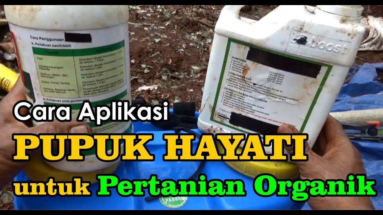 Begini Cara Aplikasi Pupuk Hayati Bagi Pemula Mudah dan Ramah Lingkungan