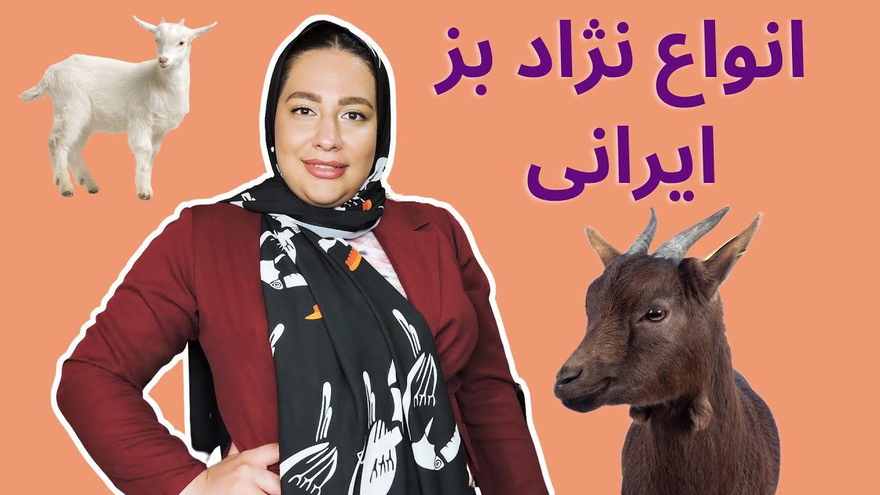 انواع نژاد بز ایرانی | پرورش بز ایرانی و معرفی نژادهای برتر بز