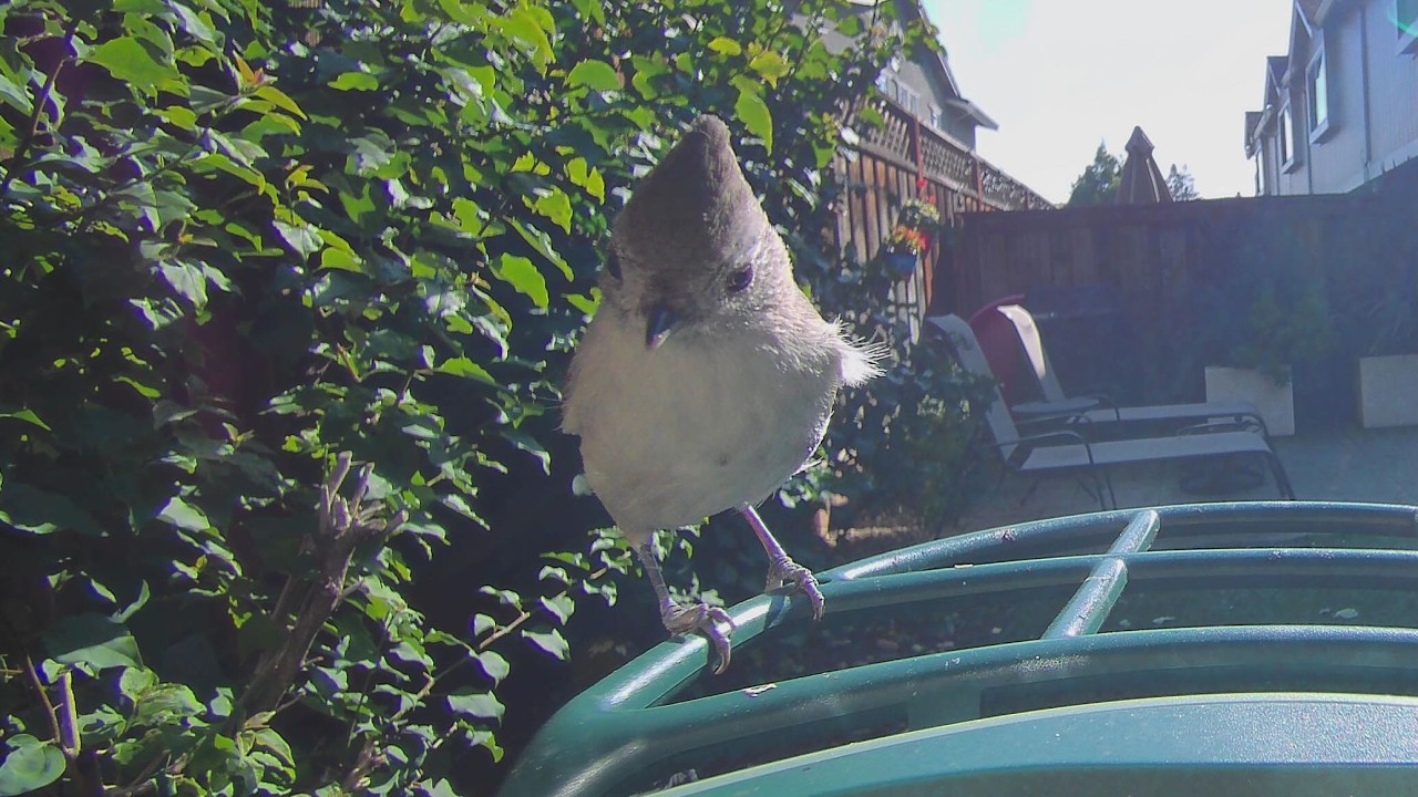 Titmouse Appears and SQUIRREL ATTACKS! Slow-mo. #birds #birdfeeder #squirrels