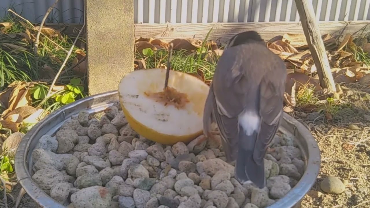 【喂鸟器】柿子食鸟观察日记 31l【喂鸟器】