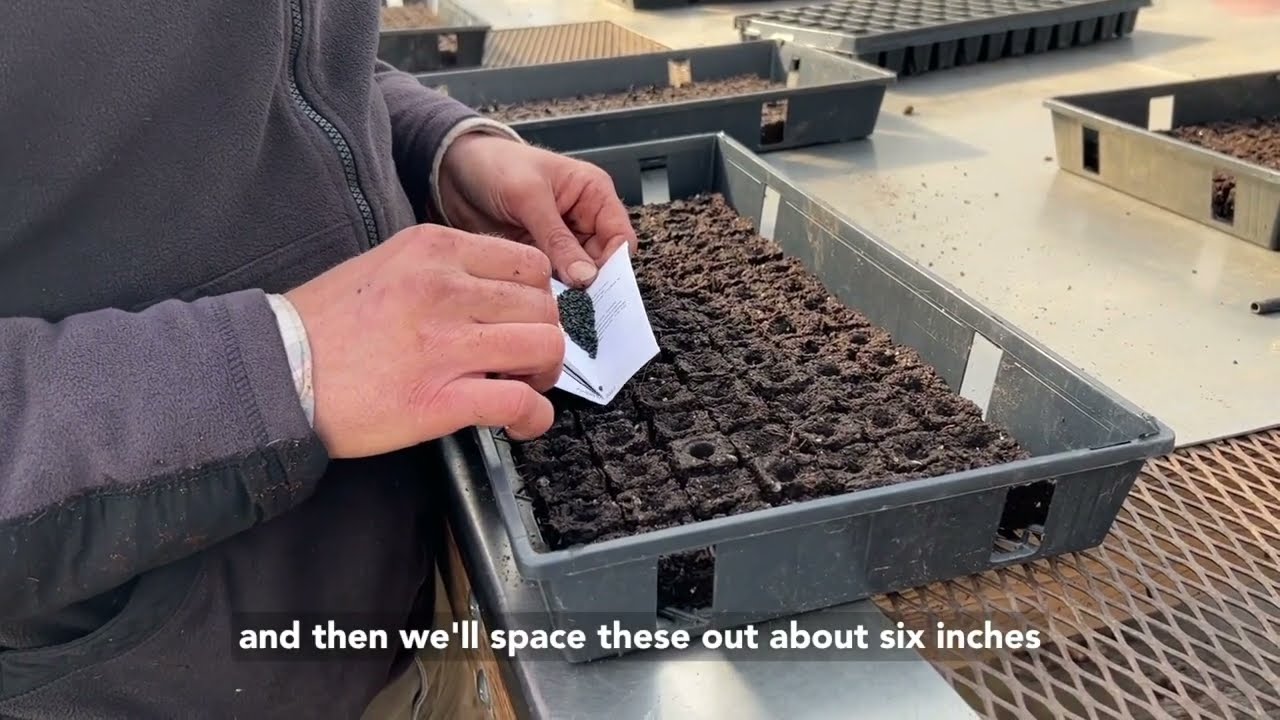 Seeding at Stone Barns Center