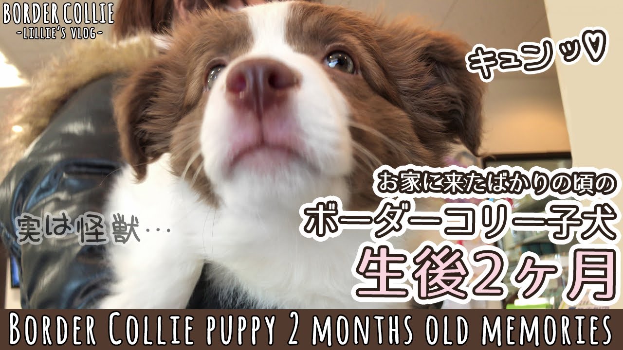 【よちよち歩き】家に来たばかりのふわふわの子犬！【生後2ヶ月ボーダーコリーとの思い出】 / Border collie puppy 2 months old