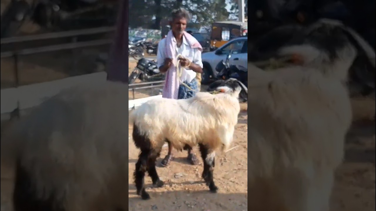 Gudur sheep purchased 27k on market 