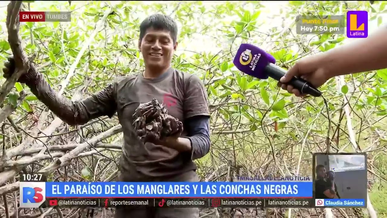 Para&iacute;so de los manglares y conchas negras