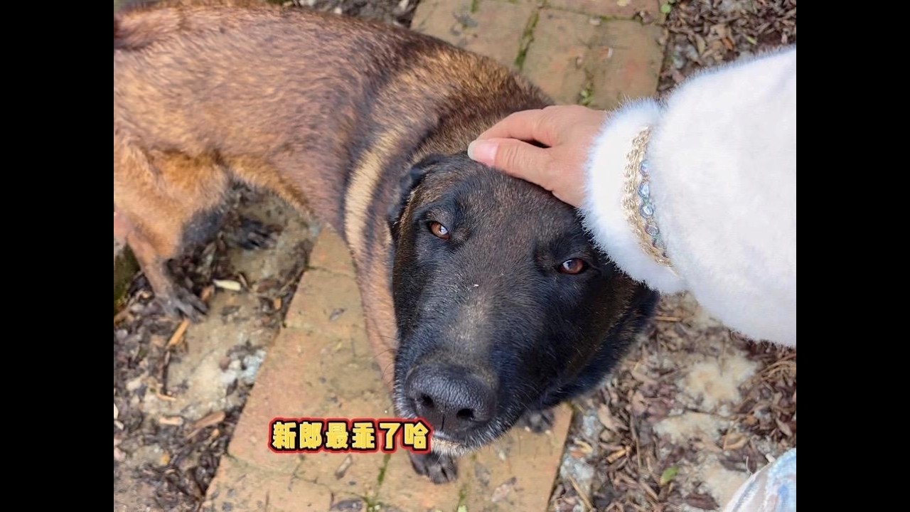 老弟去甘肃了，家里的鸡鸭鹅和黑狼都交给了老爸老妈，任务艰巨啊