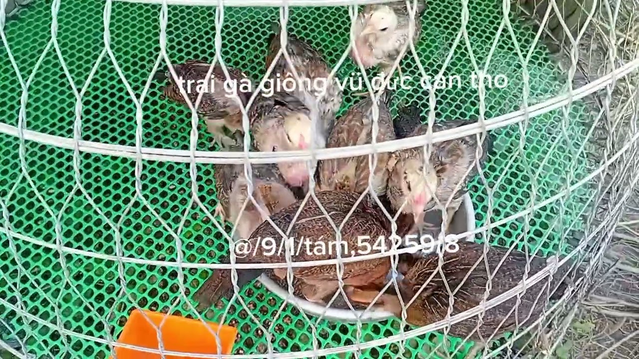 Helo,ae,,top,,pakistan,thai mï,3 máu,aeou,, XEM GÀ NOC,