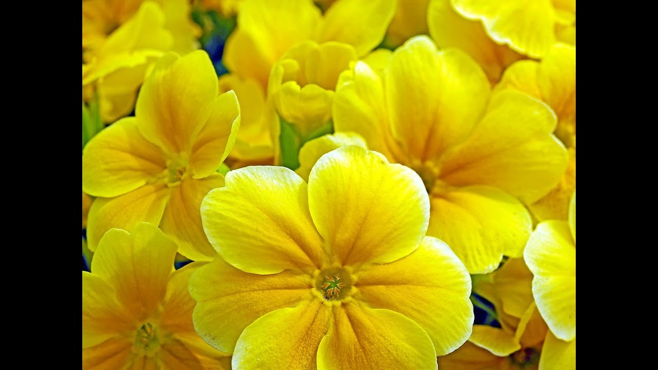 Oleje z wiesiołka i ogórecznika. Wcale nie takie dobre. A który lepszy?