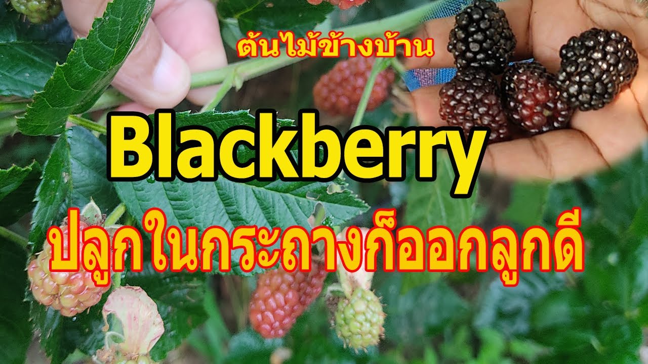 #ปลูกผลไม้กระถาง #Blackberry #แบล็คเบอร์รี ผลไม้ดีมีประโยชน์ ปลูกในถังก็ออกผลได้ทั้งปีต้นไม้ข้างบ้าน