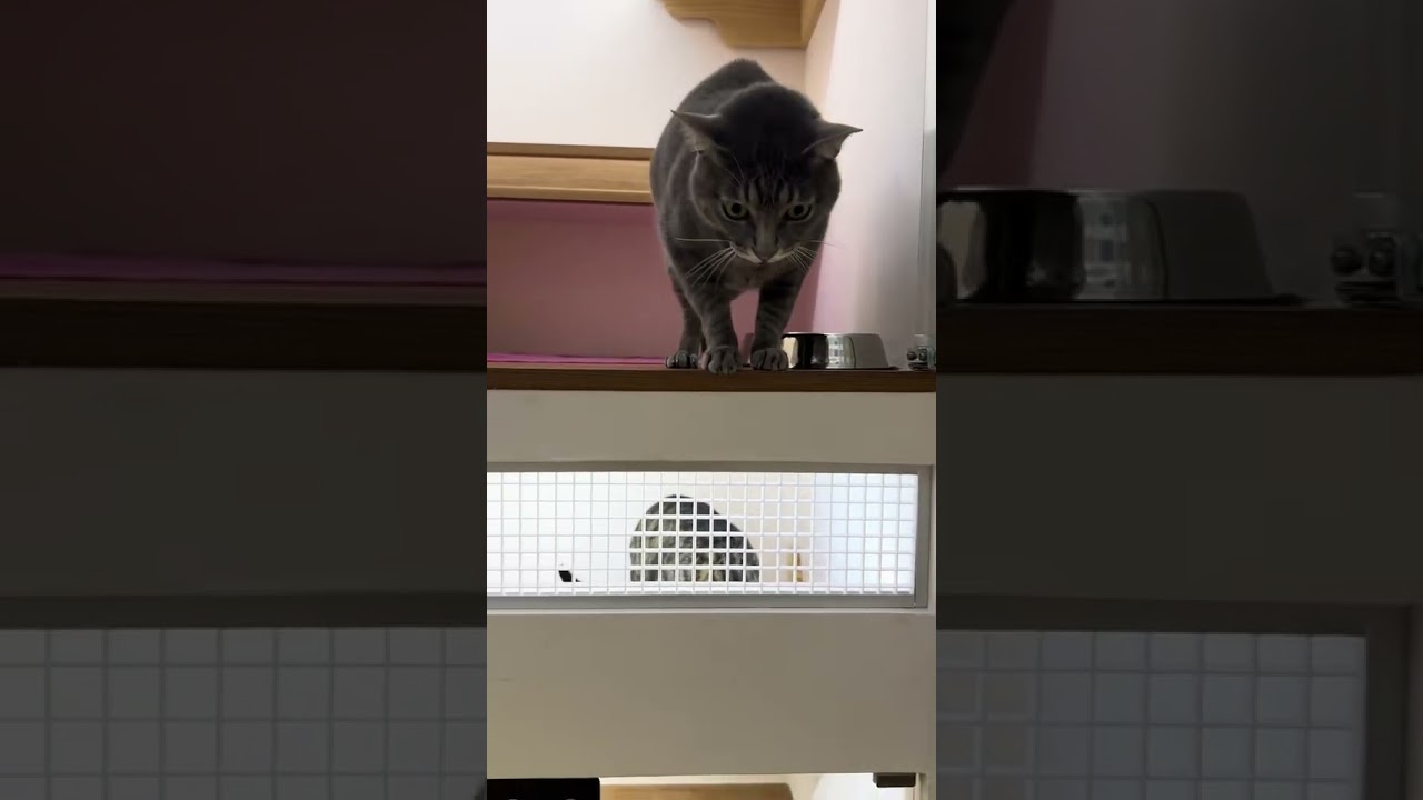 Talkative Tiny Paw Cats Yapping Nonstop 😂 | Funniest Cat Meows Ever