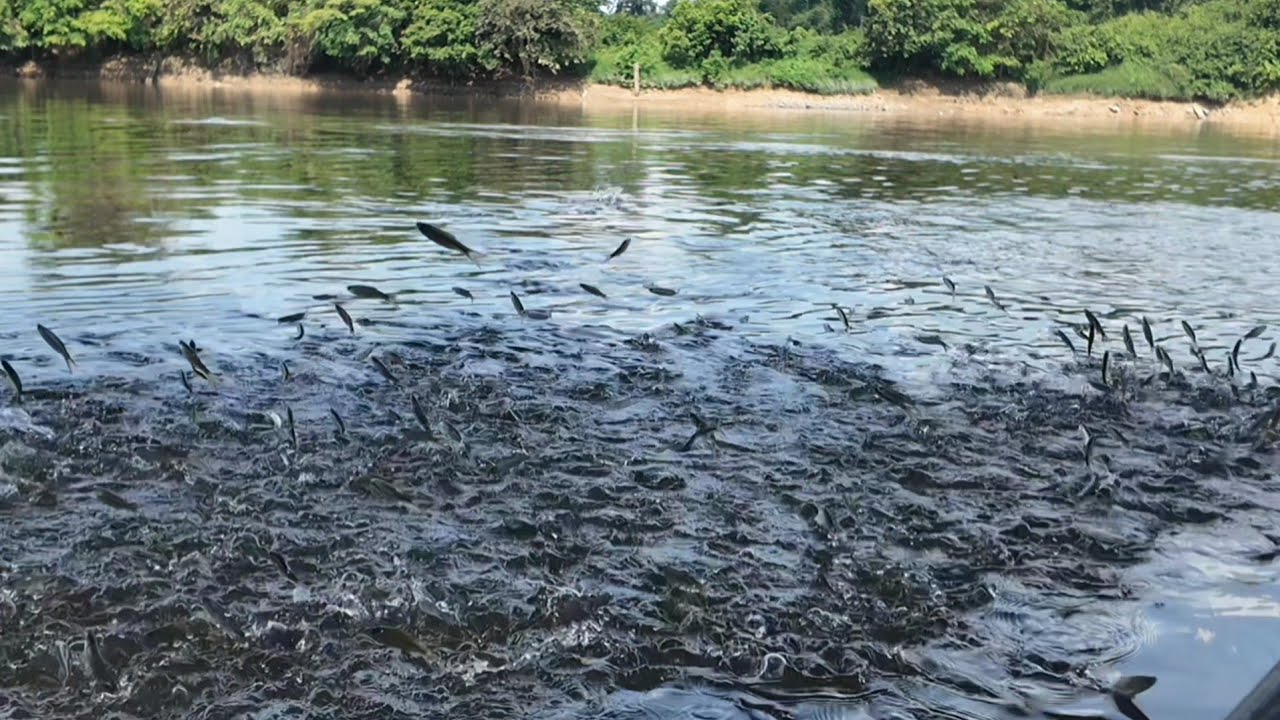 PENAMPAKAN IKAN BANYAK TULANG MENYAMBAR IKAN IKAN KECIL