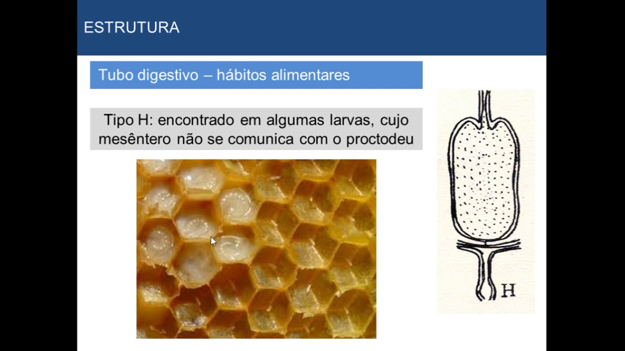 Morfologia Interna dos Insetos _ Parte 2