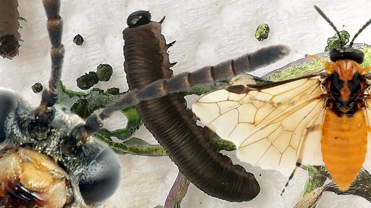 Daunatori rapita WOSR Athalia rosae Prezentare, combatere #lumiposa #entomology #agriculture