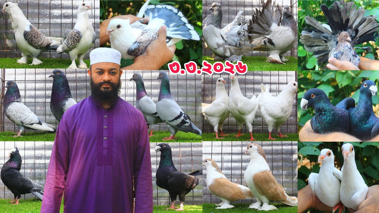 পৃথিবীর জনপ্রিয় কবুতরের কালেকশন। রমজান উপলক্ষে বিশেষ মূল্য সার ।।