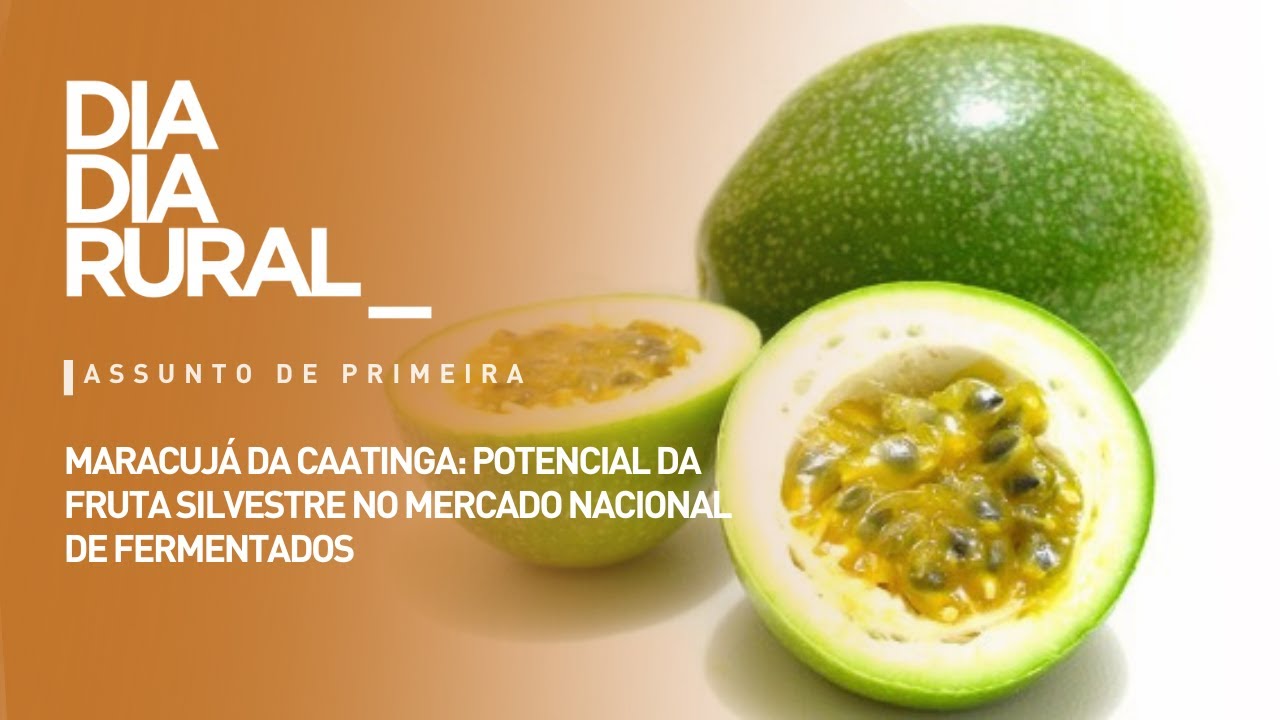 Maracuj&aacute; da Caatinga: potencial da fruta silvestre no mercado nacional de fermentados
