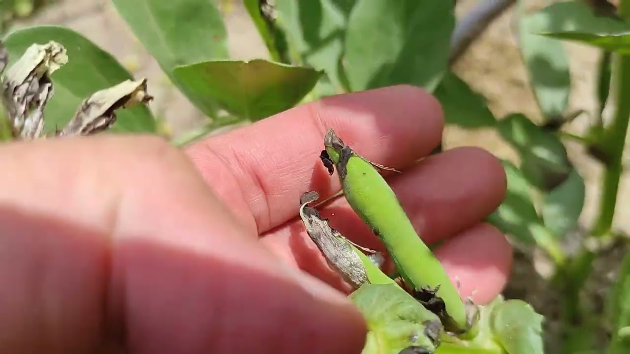 Salep Hasadı Günü 1 - Bahçemizdeki Fidanlar