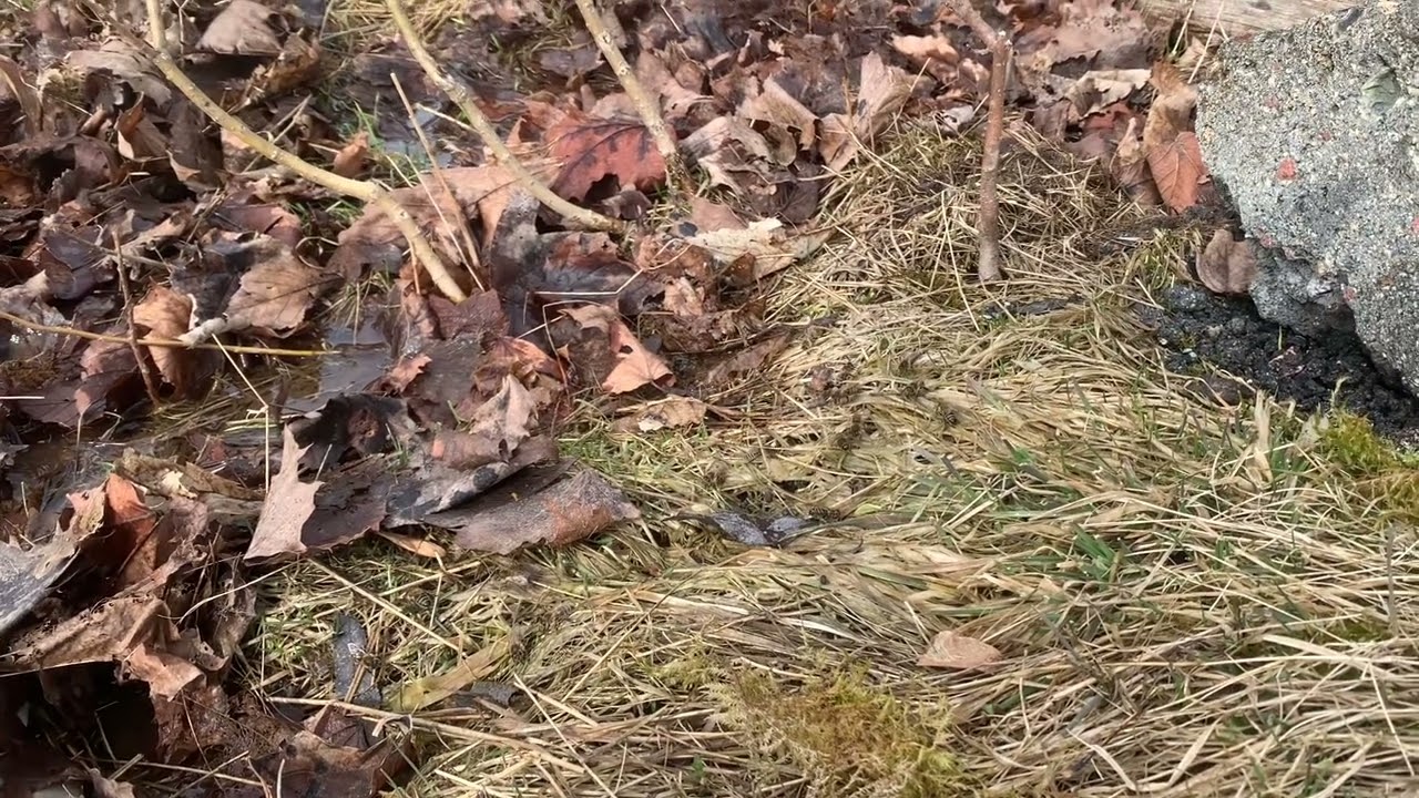 Bienen beim Wasserholen 03-22