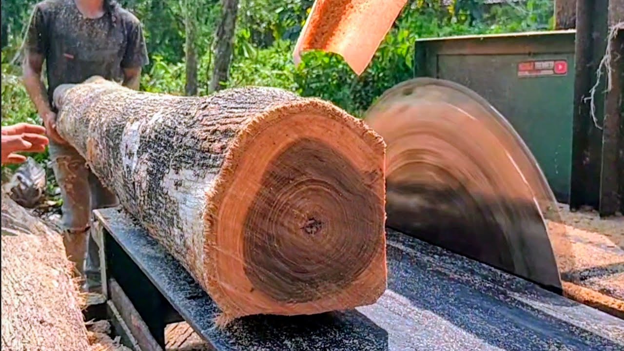 MENGGERGAJI KAYU JATI TENGAH KEBUN - MESIN SERKEL RAKITAN