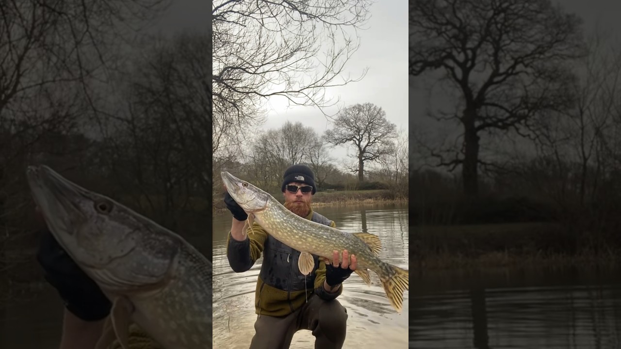 Big pike smashes jerk bait! 