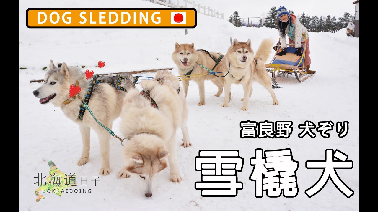 【北海道冬天狗拉雪橇】假裝哭哭哈士奇的反應？ HOKKAIDO DOG SLEDDING 北海道犬ぞり