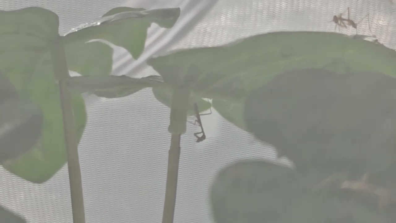 선택받은 친구들!!  #insects #곤충 #사마귀 #키우기 #아기 #사육