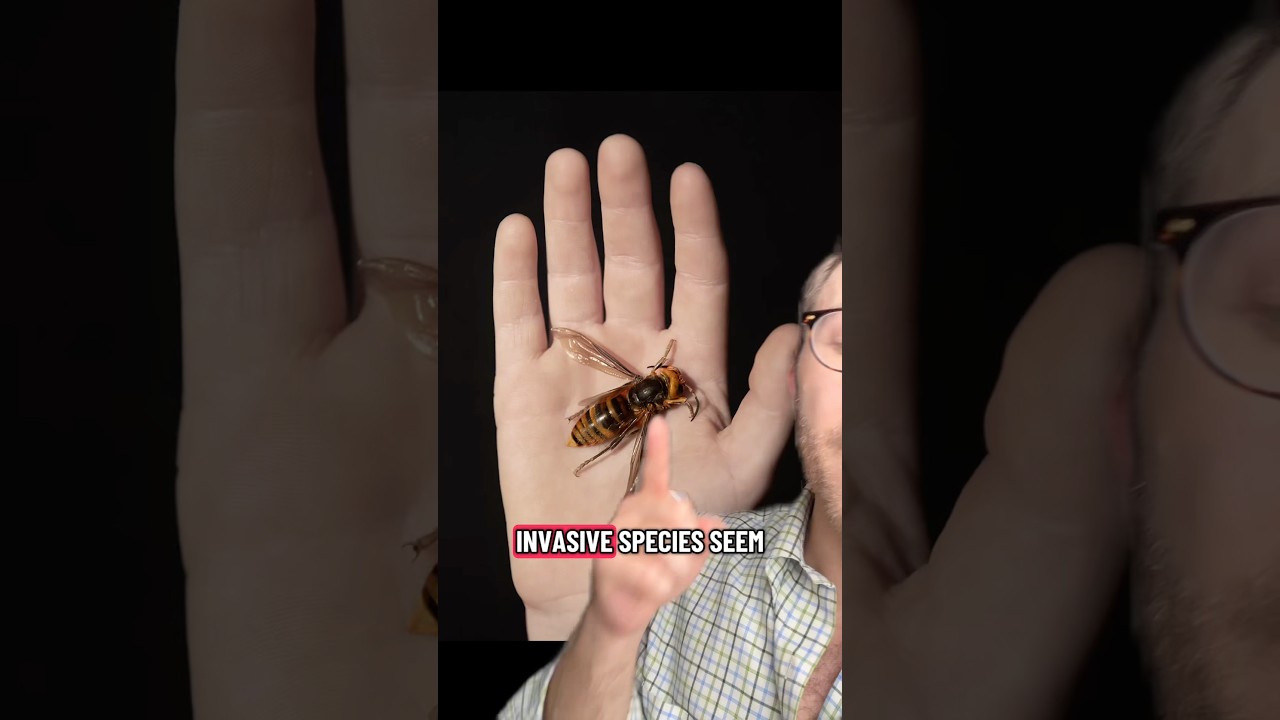 Invasive Species FROM North America
